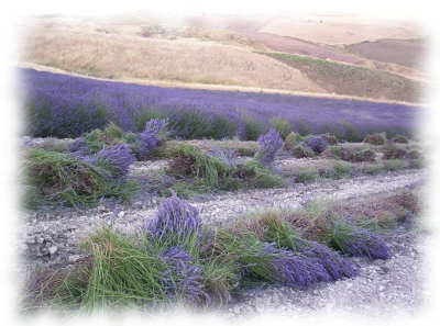 Campo di lavanda